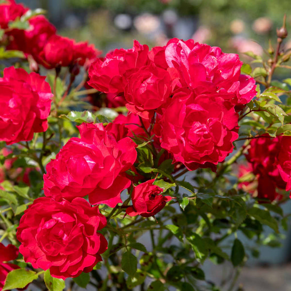 Rose Plant 'Raspberry Royale'