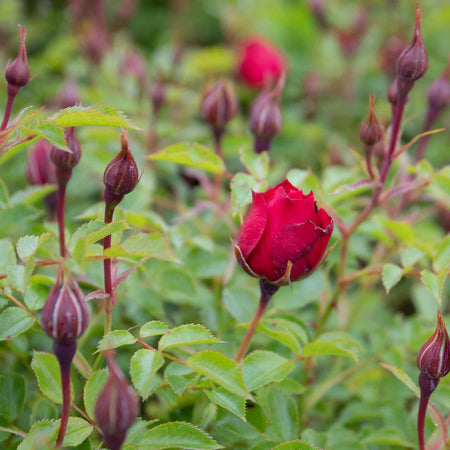 Rose Plant 'Raspberry Royale'