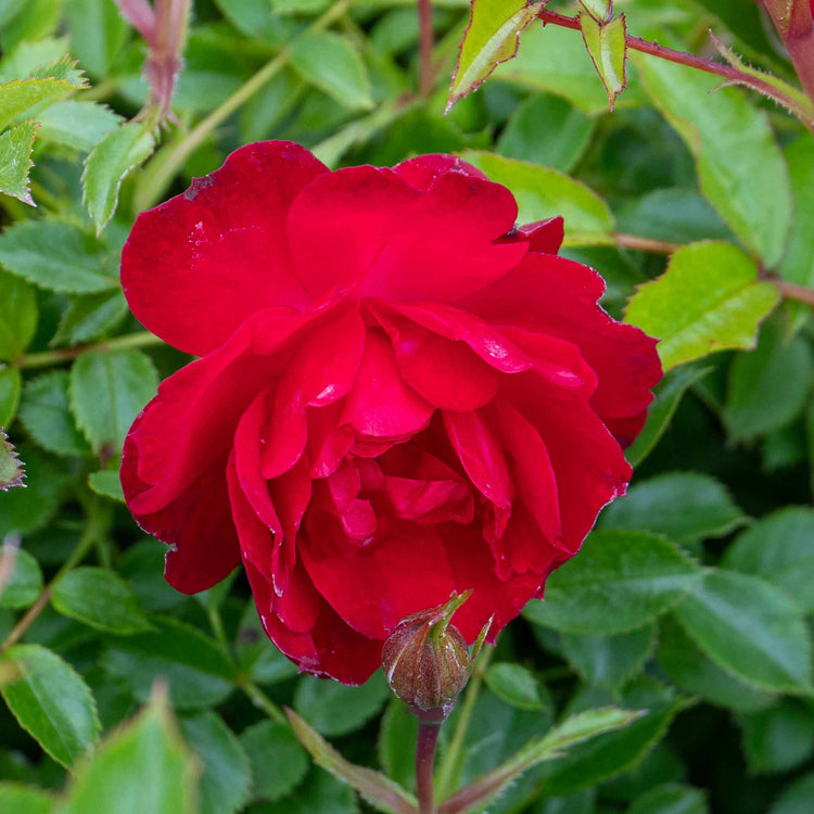 Rose Plant 'Raspberry Royale'