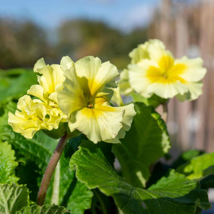 Polyanthus Plant 'Showstopper Cream'