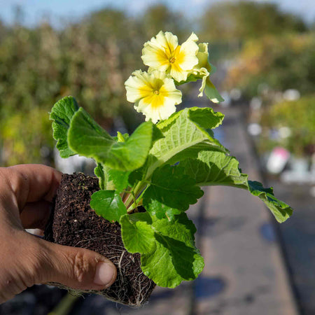 Polyanthus Plant 'Showstopper Cream'