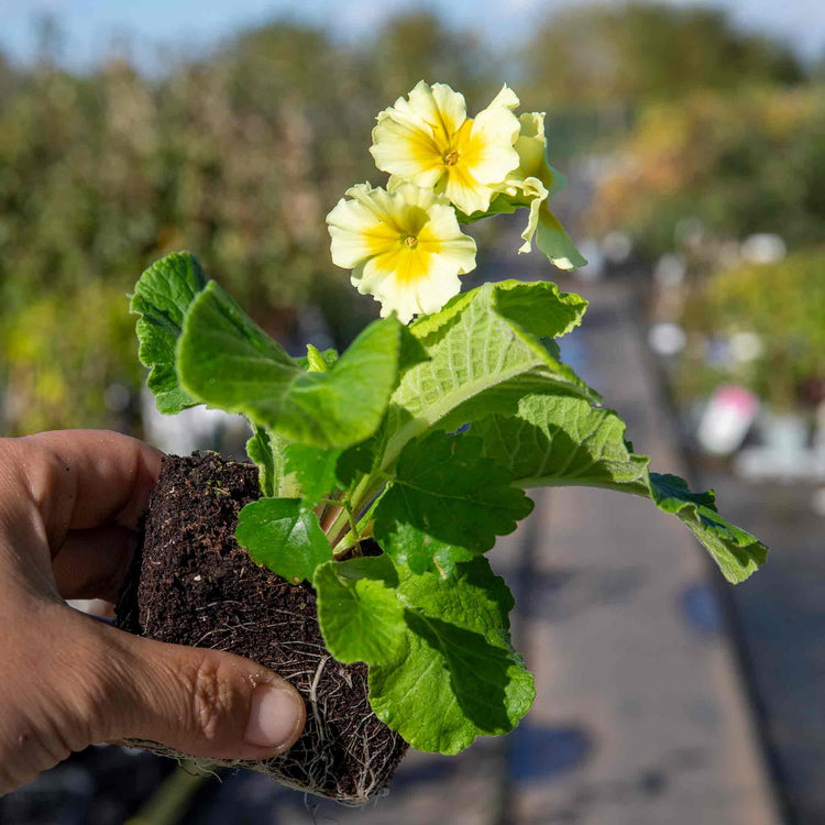 Polyanthus Plant 'Showstopper Cream'