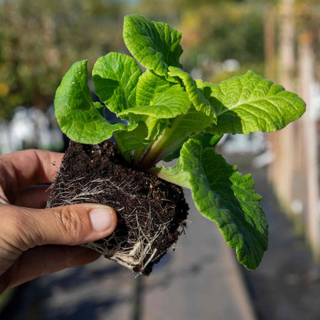 Polyanthus Plant 'Showstopper Cream'