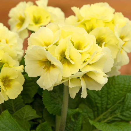 Polyanthus Plant 'Showstopper Cream'