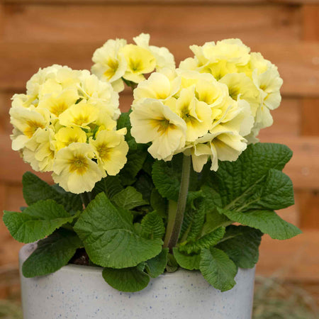 Polyanthus Plant 'Showstopper Cream'