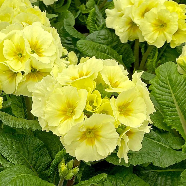 Polyanthus Plant 'Showstopper Cream'