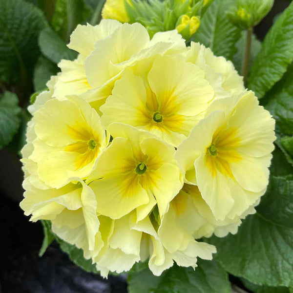 Polyanthus Plant 'Showstopper Cream'
