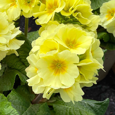 Polyanthus Plant 'Showstopper Cream'