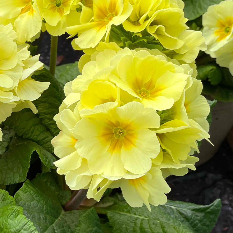 Polyanthus Plant 'Showstopper Cream'