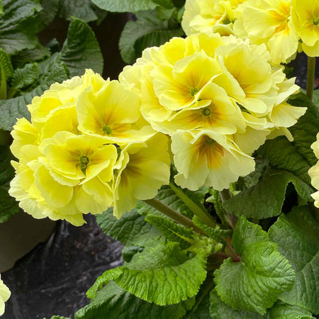 Polyanthus Plant 'Showstopper Cream'