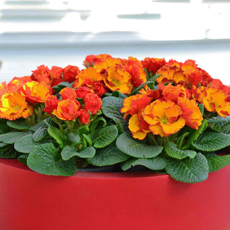 Primula Plant 'Chinese New Year'