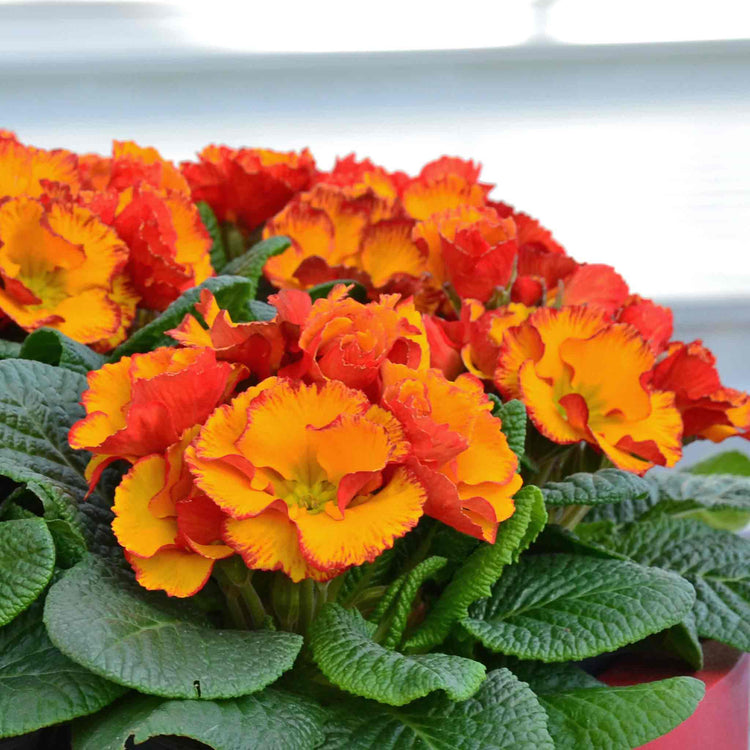 Primula Plant 'Chinese New Year'