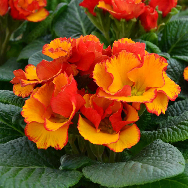 Primula Plant 'Chinese New Year'