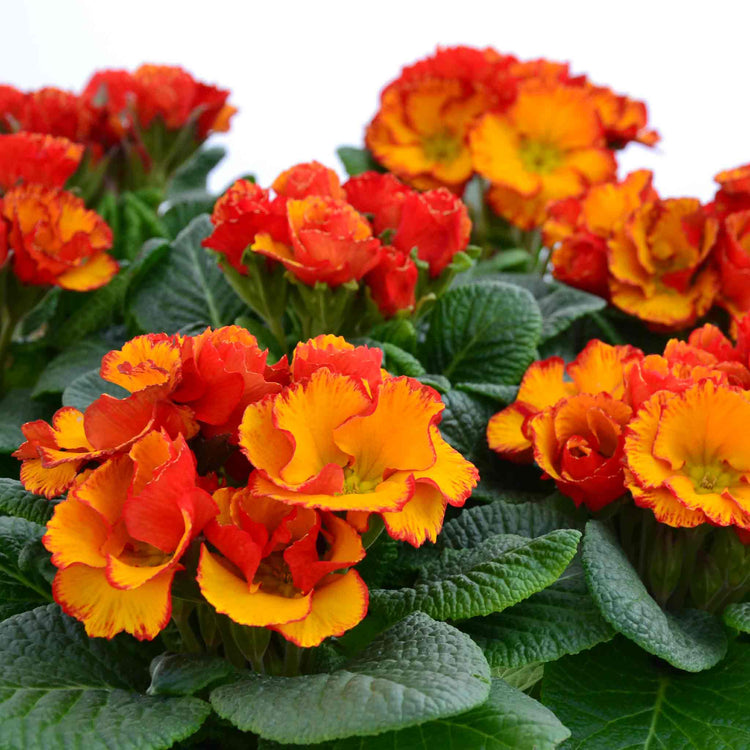 Primula Plant 'Chinese New Year'