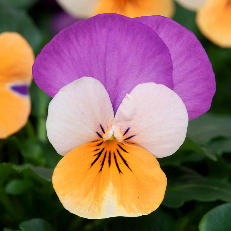 Viola Plant 'Teardrops Apricot Purple Wing'