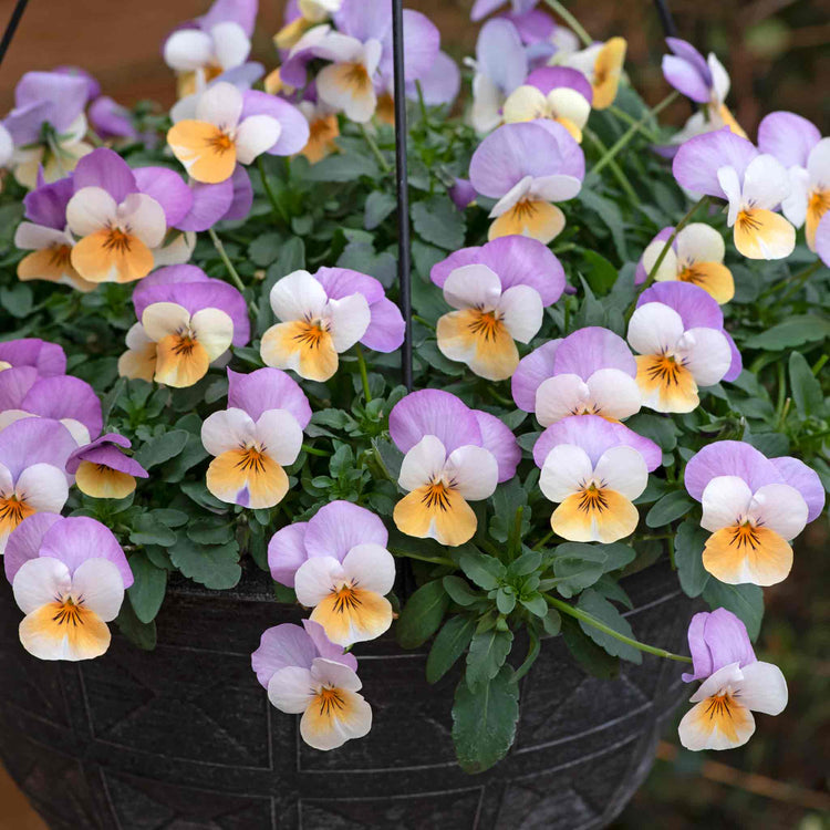 Viola Plant 'Teardrops Apricot Purple Wing'