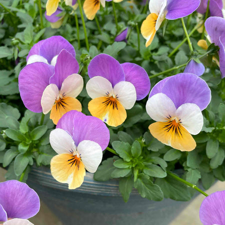 Viola Plant 'Teardrops Apricot Purple Wing'