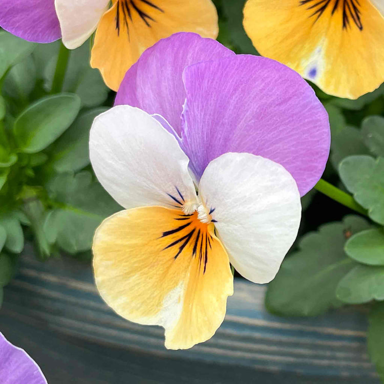 Viola Plant 'Teardrops Apricot Purple Wing'