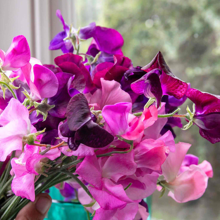 Sweet Pea Seeds 'Berry Kiss'