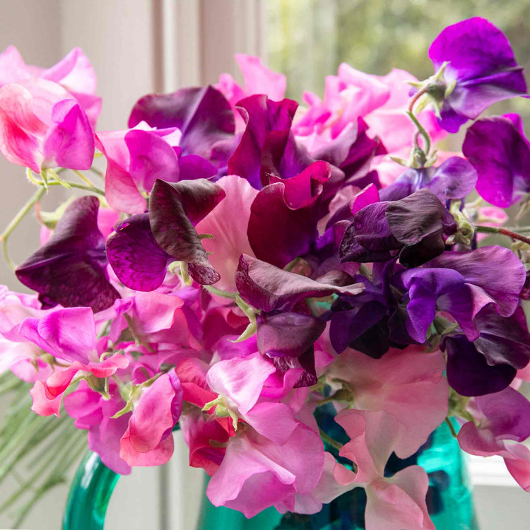 Sweet Pea Seeds 'Berry Kiss'