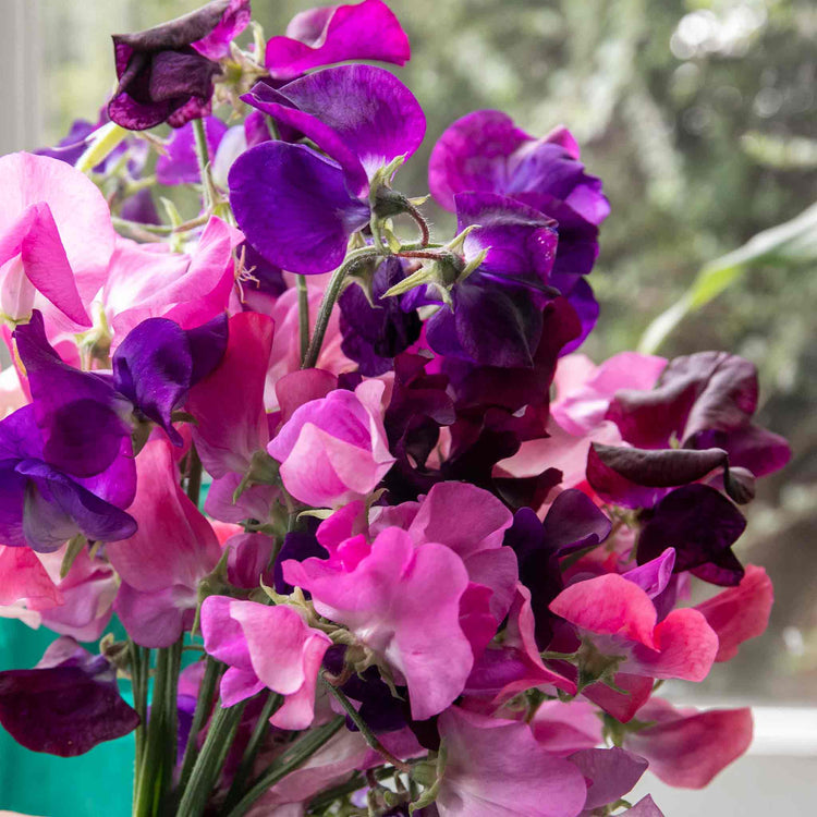 Sweet Pea Seeds 'Berry Kiss'