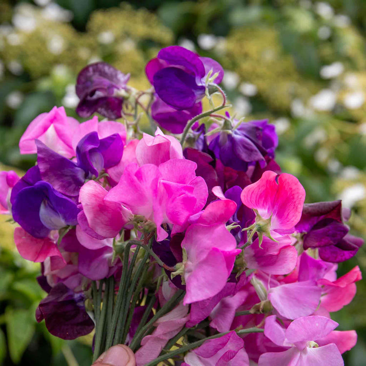 Sweet Pea Seeds 'Berry Kiss'