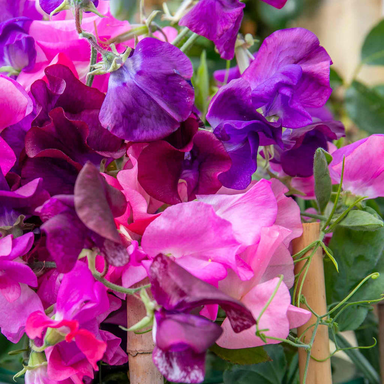 Sweet Pea Seeds 'Berry Kiss'