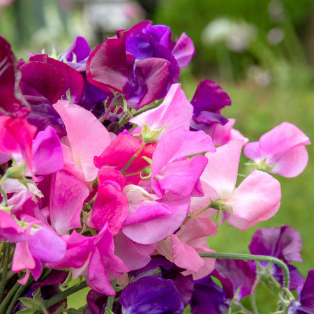 Sweet Pea Seeds 'Berry Kiss'
