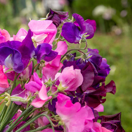 Sweet Pea Seeds 'Berry Kiss'