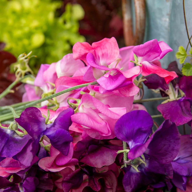 Sweet Pea Seeds 'Berry Kiss'