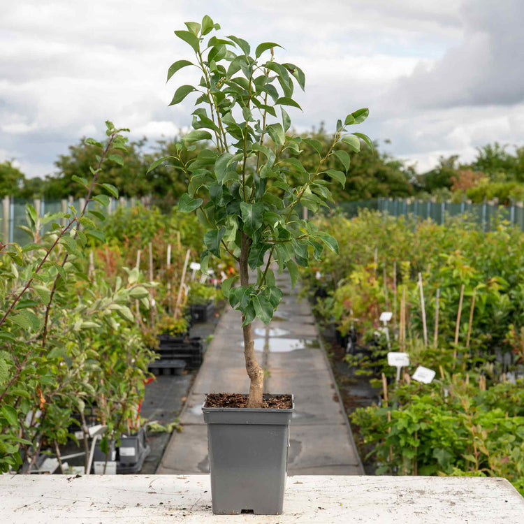 Patio Pear Tree 'Conference'
