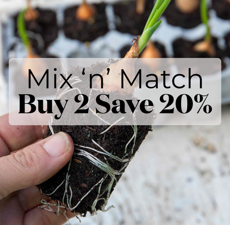 Pre Rooted Onions & Garlic