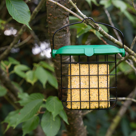 Peckish Extra Goodness Suet Cakes 4 Pack