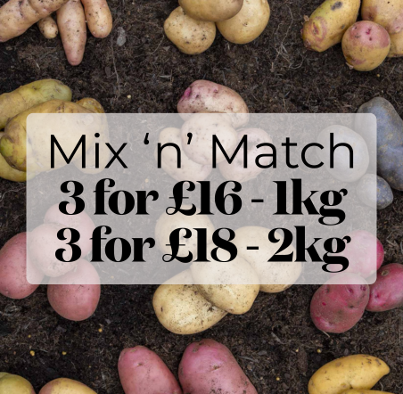 Autumn Planting Potatoes