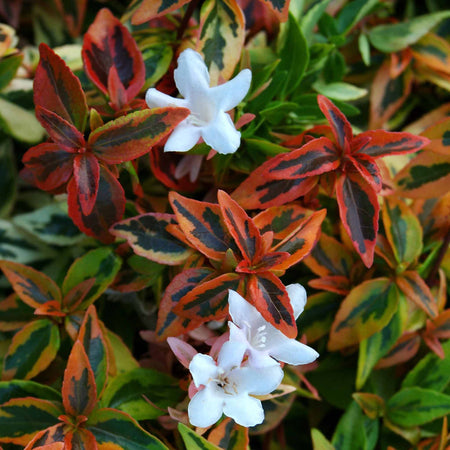 Abelia 'Kaleidoscope'