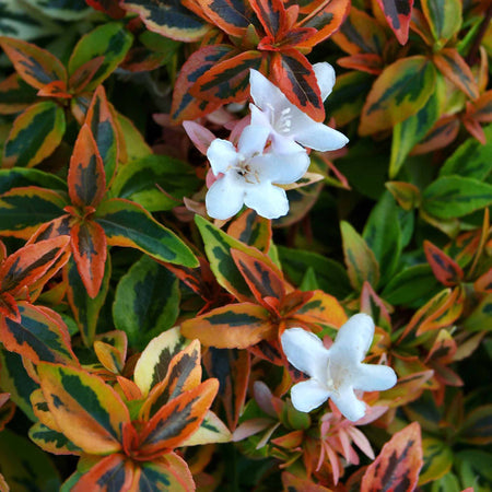 Abelia 'Kaleidoscope'