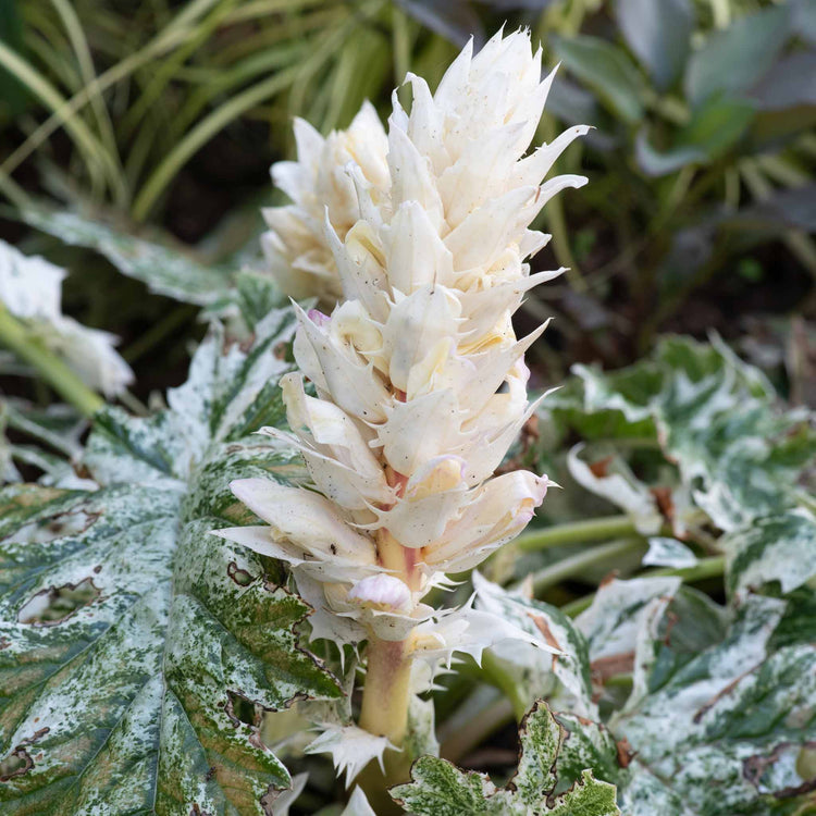 Acanthus 'Whitewater'