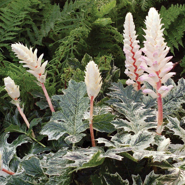 Acanthus 'Whitewater'