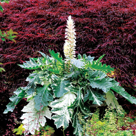 Acanthus 'Whitewater'