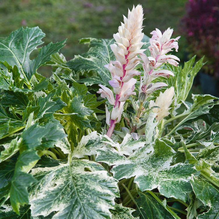 Acanthus 'Whitewater'