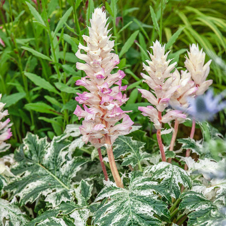 Acanthus 'Whitewater'