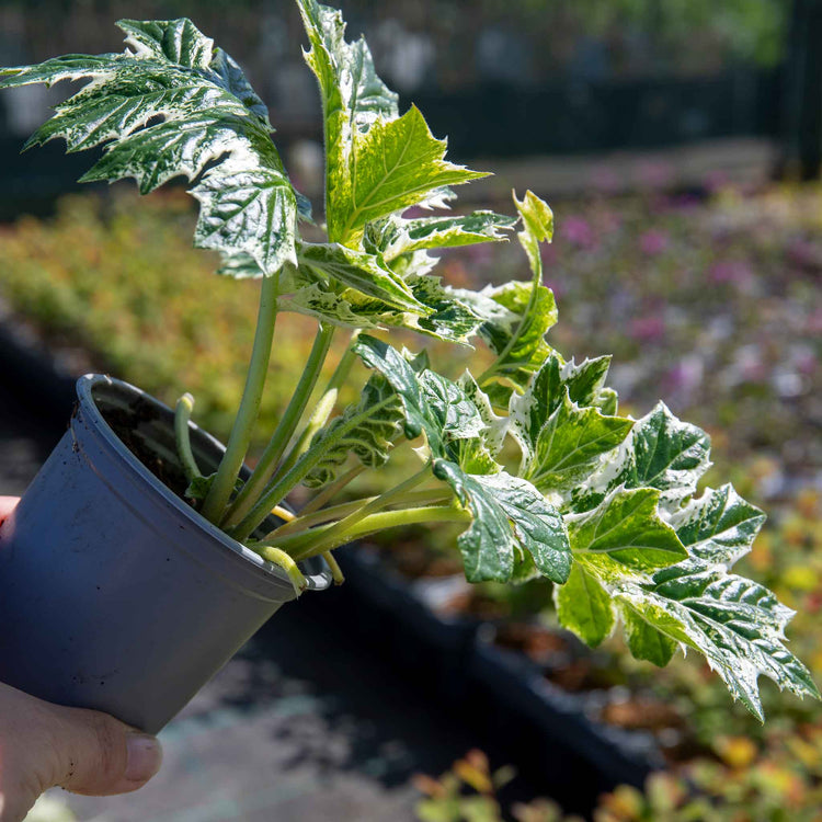 Acanthus 'Whitewater'