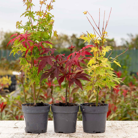Acer palmatum Collection