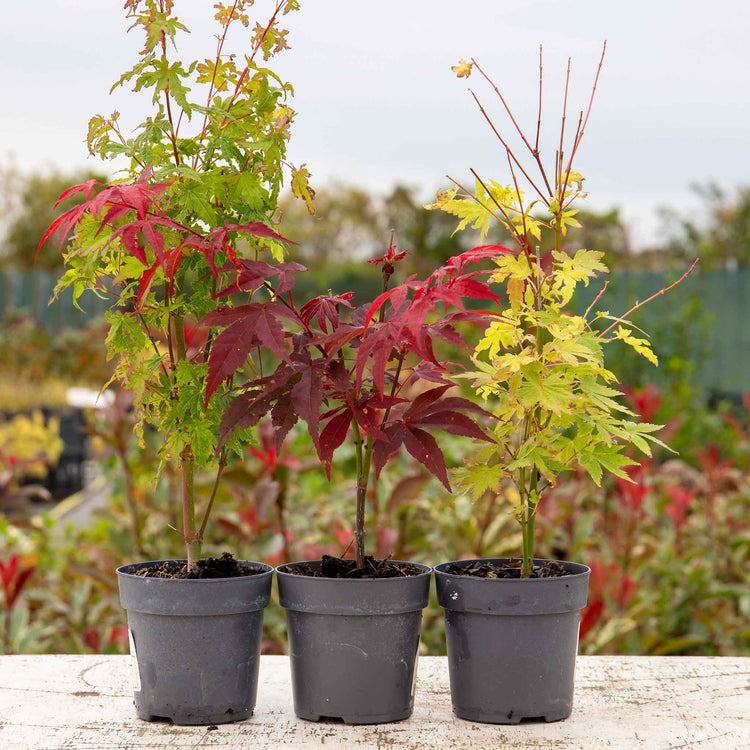Acer palmatum Collection