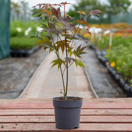 acer indoor plant Acer palmatum Plant 'Atropurpureum'