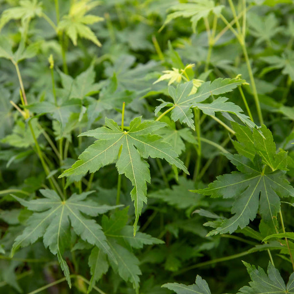 Acer palmatum 'Going Green'