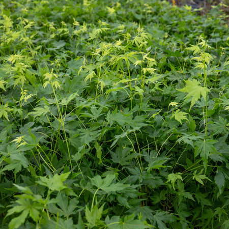 Acer palmatum 'Going Green'