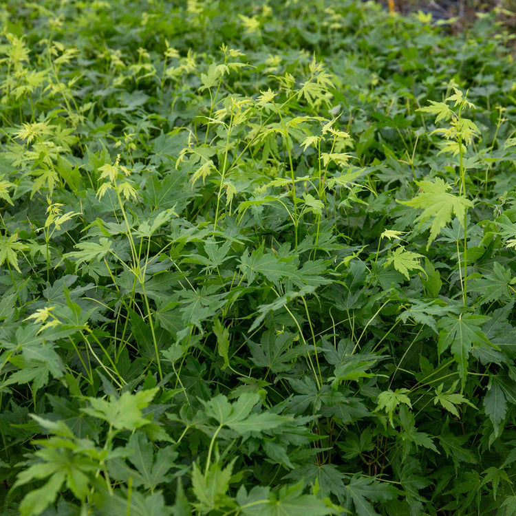 Acer palmatum 'Going Green'