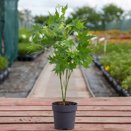 Acer palmatum 'Going Green'