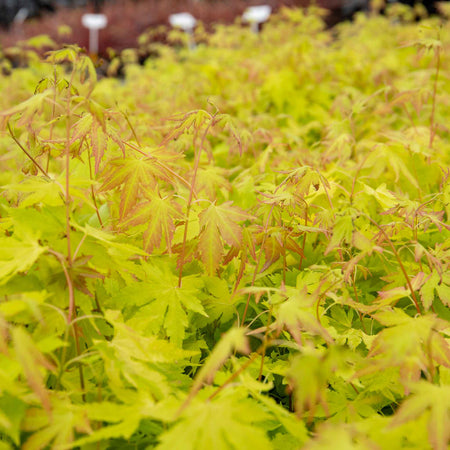 Acer palmatum Collection